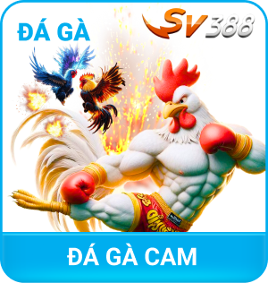 Đá gà